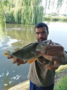 European Perch