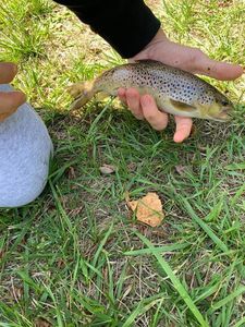 Brown Trout