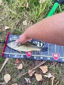 Largemouth Bass