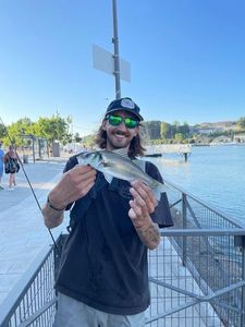 European Bass (Seabass)