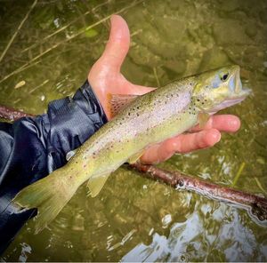 Brown Trout