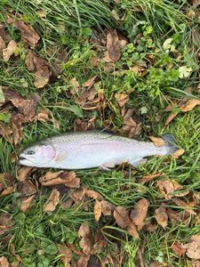 Rainbow Trout