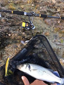 European Bass (Seabass)