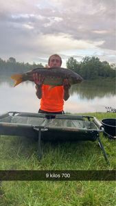 Common Carp