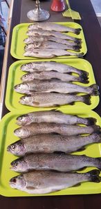 Rainbow Trout