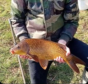 Common Carp