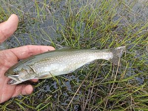 Brook Trout