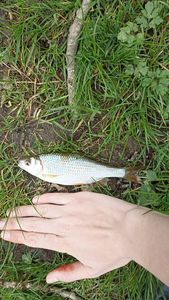 Roach