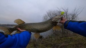Northern Pike
