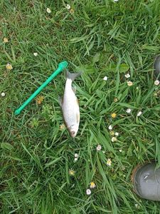 Roach