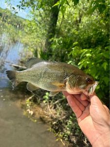 Largemouth Bass