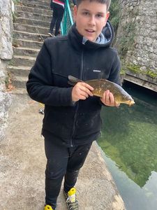 Common Carp