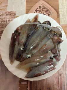 European Squid
