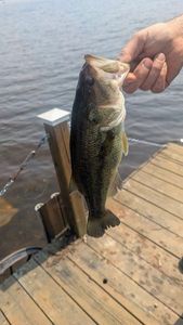 Smallmouth Bass