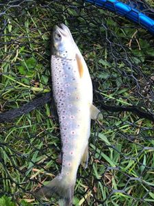 Brown Trout
