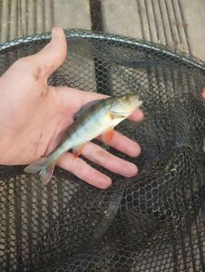 European Perch