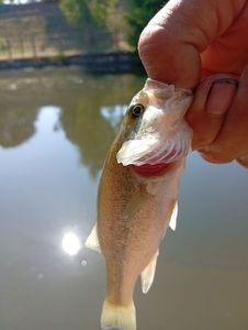 Largemouth Bass
