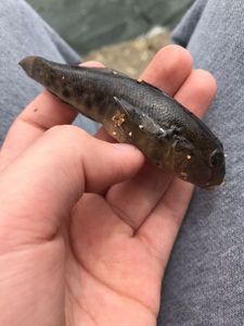 Giant Goby