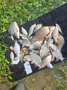 Common Bream