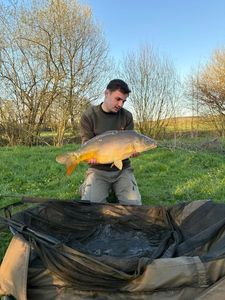 Mirror Carp