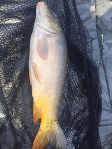 Mirror Carp
