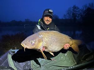 Common Carp