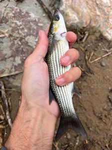 Golden grey mullet