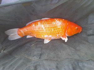 Koï Fish