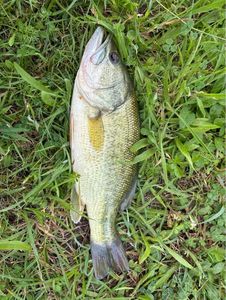 Smallmouth Bass