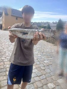 Thicklip Grey Mullet