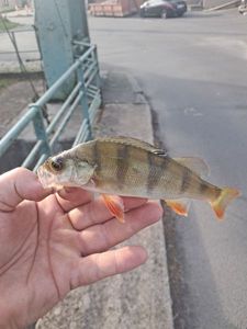European Perch