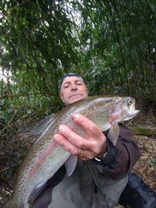 Rainbow Trout