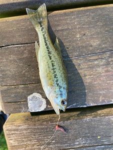 Largemouth Bass