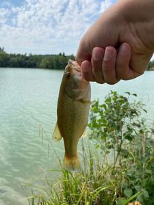 Largemouth Bass