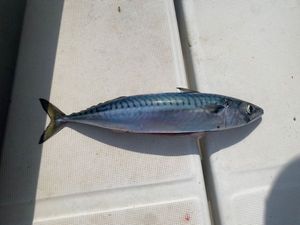 Mackerel