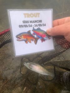 Rainbow Trout