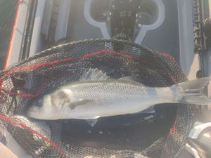 European Bass (Seabass)