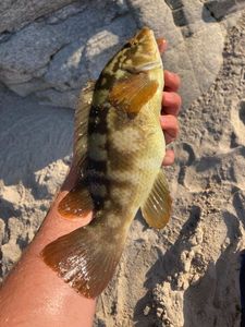 Ballan Wrasse