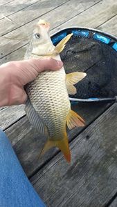 Common Carp