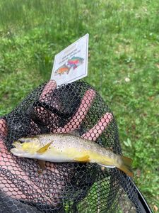 Brown Trout