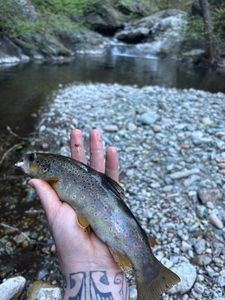 Brown Trout