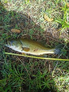 Largemouth Bass