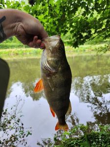European Perch
