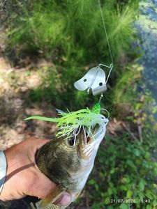 Largemouth Bass