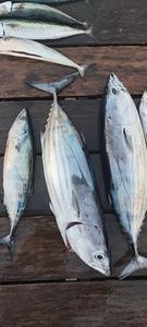 Skipjack Tuna