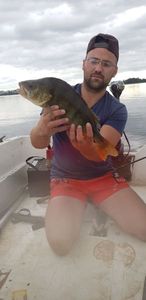 European Perch