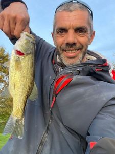 Largemouth Bass