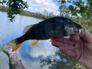 European Perch