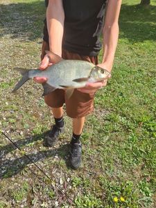 Common Bream