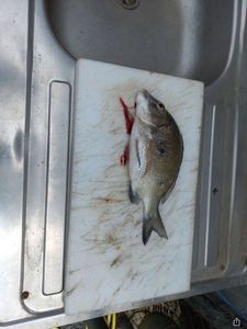 Blue Bream